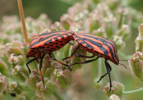 Réf. 304 171 : Graphosoma italicum